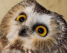 Derpy Owl – A Basic Blog Site